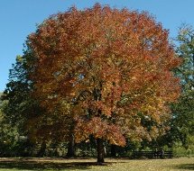 tree_fall_small.jpg